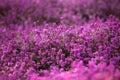 Forest heather Royalty Free Stock Photo