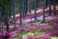 Forest heather Royalty Free Stock Photo