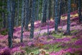 Forest heather Royalty Free Stock Photo