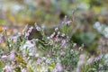 Forest heather