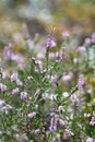 Forest heather Royalty Free Stock Photo
