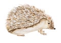 Forest hedgehog watercolor illustration