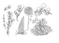 Forest herbs  flowers leaves twigs nature wild graphic illustration hand drawn set of individual elements isolated on white Royalty Free Stock Photo