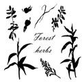 Forest herbs set of hand-drawn illustration