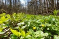 Forest herbs. Yellow forest flowers in green young grass Royalty Free Stock Photo