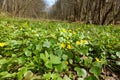 Forest herbs. Yellow forest flowers in green young grass Royalty Free Stock Photo