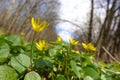 Forest herbs. Yellow forest flowers in green young grass Royalty Free Stock Photo