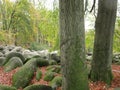 Cluster of rocks in Hessia Royalty Free Stock Photo