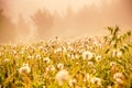 early morning. forest hiding in the fog. dandelion Royalty Free Stock Photo