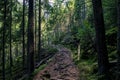 Forest high-altitude stone trail with roots of ancient wild wood