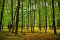 Forest with High Grass