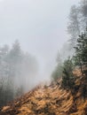 Forest Hiking Path Covered with Thick Fog Royalty Free Stock Photo