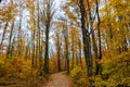 Forest trail in Pictured Rocks National Lakeshore, Munising, MI Royalty Free Stock Photo