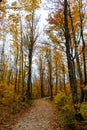 Forest trail in Pictured Rocks National Lakeshore, Munising, MI Royalty Free Stock Photo