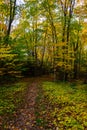 Forest trail in Pictured Rocks National Lakeshore, Munising, MI Royalty Free Stock Photo