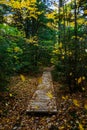 Forest trail in Pictured Rocks National Lakeshore, Munising, MI