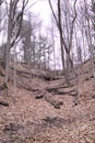 Forest hill switchback path fallen leaves