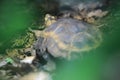 Forest hinge-back tortoise Royalty Free Stock Photo