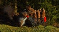 A squirrel with a shopping cart