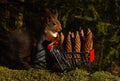 A squirrel with a shopping cart