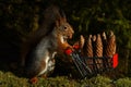 A squirrel with a shopping cart