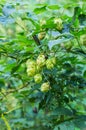 Forest hops. Hop bush growing in the forest. Royalty Free Stock Photo