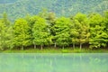 Forest at Hualien Royalty Free Stock Photo