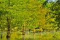 Forest at Hualien Royalty Free Stock Photo