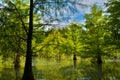 Forest at Hualien Royalty Free Stock Photo