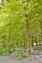 Forest at Hualien