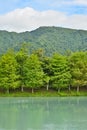 Forest at Hualien