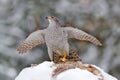 Forest hunter. Winter wildlife, bird of prey with catch in snow. Animal behaviour in the forest. Bird of prey Goshawk with killed