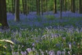 Forest hyacinths in the magical forest of Hallerbos. Royalty Free Stock Photo