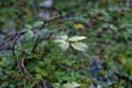 In the woods I found dewy bush leaves Royalty Free Stock Photo