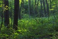 Forest in the Ice Age Trail, Wisconsin