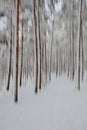 Forest ICM. Royalty Free Stock Photo