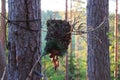 A forest idol from bark stick and pine cones made to coax the spirits. paganism