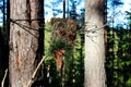 A forest idol from bark stick and pine cones made to coax the spirits. paganism