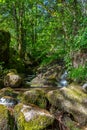 Forest idyll with stream and small waterfall