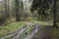 Forest impassable road on a rainy overcast day to the village of Pustyn, Yaroslavl Region. Royalty Free Stock Photo