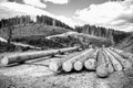 Forest industry. Lumberjack with modern harvester working in a forest. Wheel-mounted loader, timber grab. Black and Royalty Free Stock Photo