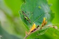 Forest Insect or Cricket of Grasshopper family with large Antenna sitting on green leaf Royalty Free Stock Photo