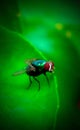 Forest insect flies flower Royalty Free Stock Photo