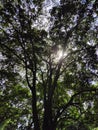 Forest inside Hutan Raya Park