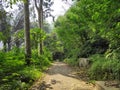 Forest inside Hutan Raya Park