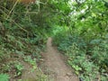 Forest inside Hutan Raya Park