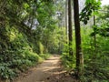 Forest inside Hutan Raya Park