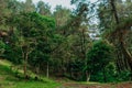 Forest inside the jackfruit waterfall Curug Nangka in Bogor, west java, Indonesia Royalty Free Stock Photo