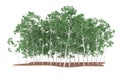 Forest isolated on background. 3d rendering - illustration Royalty Free Stock Photo