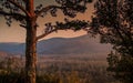 Forest in Istria